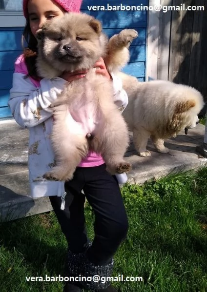  Chow Chow cuccioli Cuccioli di Chow Chow rosso. hanno 3 mesi. hanno doppia sverminazione ed è finit