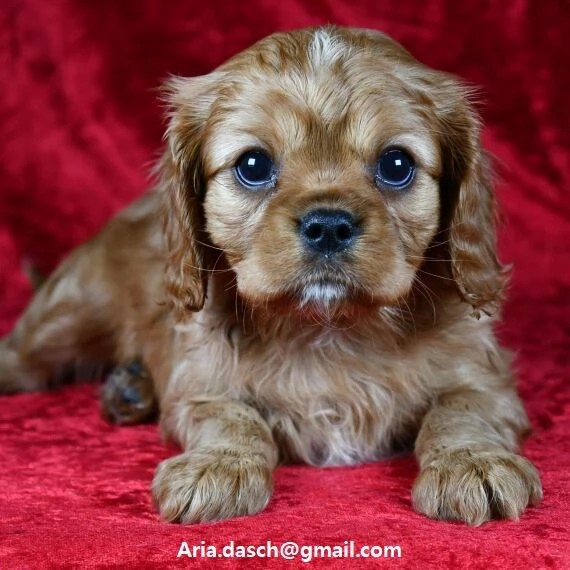 Cavalier King con pedigree Disponibile splendida femmina e maschio di razza Cavalier King femmina to