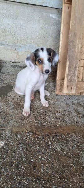 CUCCIOLI DI CANE IN ADOZIONE  | Foto 5