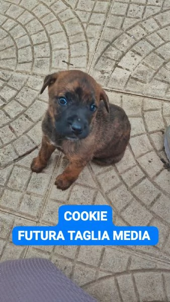 CUCCIOLI DI CANE IN ADOZIONE  | Foto 4