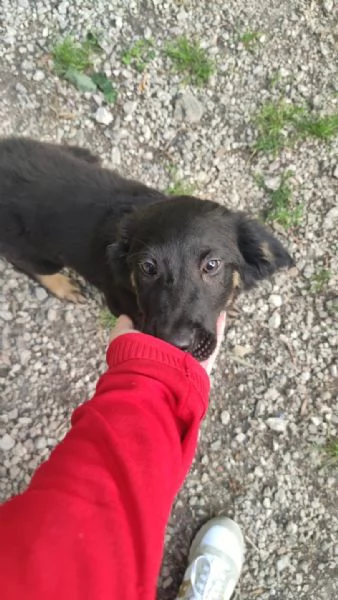 CUCCIOLI DI CANE IN ADOZIONE  | Foto 1