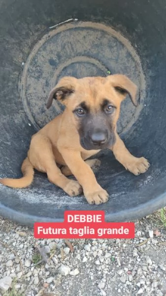 CUCCIOLI DI CANE IN ADOZIONE 