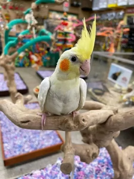 Parrot breeder