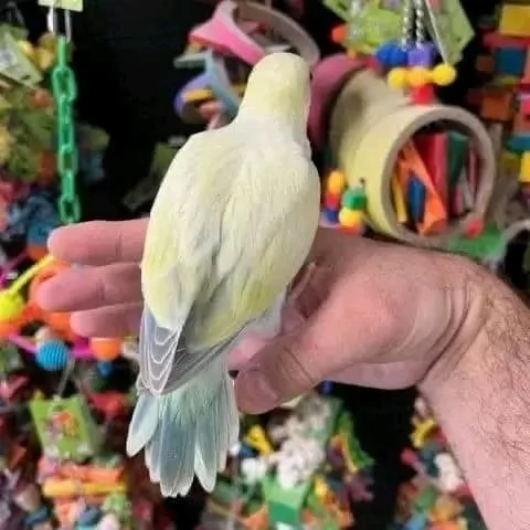 Parrot breeder | Foto 0