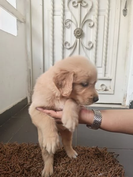 Regala cuccioli di Labrador | Foto 1