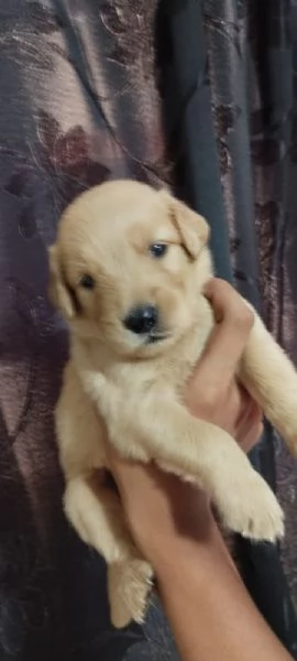 Regala cuccioli di Labrador | Foto 0