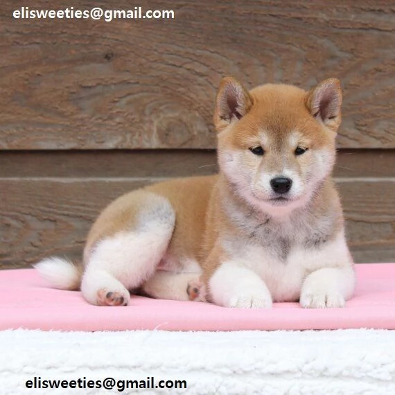 Cucciolata di Shiba Inu maschi e femmine Proponiamo stupendi cuccioli di Shiba Inu SESSO: MASCHI E F