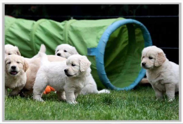 Ultimi cuccioli di Golden retriever | Foto 3