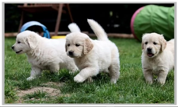 Ultimi cuccioli di Golden retriever