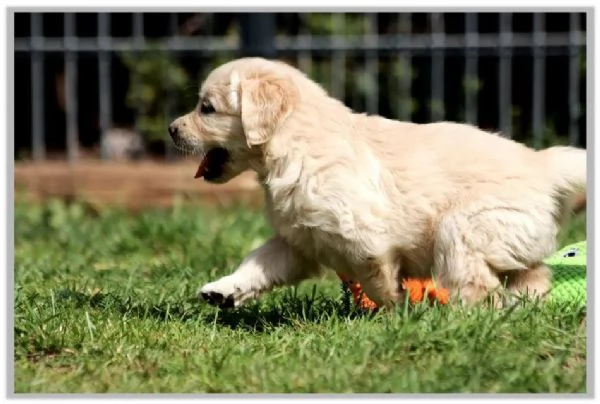 Ultimi cuccioli di Golden retriever | Foto 1