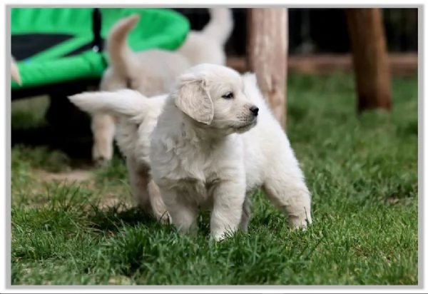 Ultimi cuccioli di Golden retriever | Foto 0