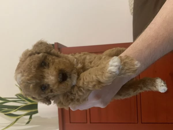 Vendo cuccioli di barboncino nano | Foto 1