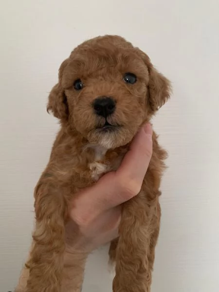 Vendo cuccioli di barboncino nano | Foto 0