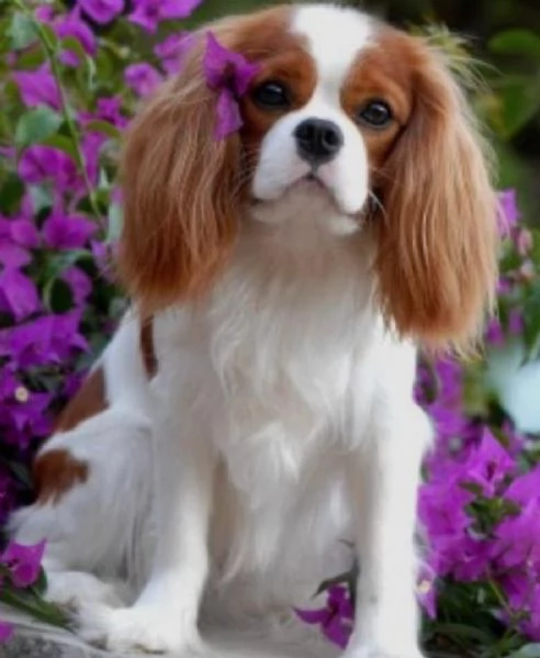 cuccioli di cavalier king femminucce e maschietti per l'adozione gratuita i cuccioli sono vaccinati 