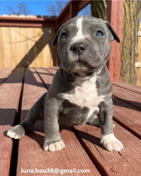  Pitbull faccia di bebè Disponibili Pitbull. Ceduto da 60 gg con vaccino, sverminature e microchip.