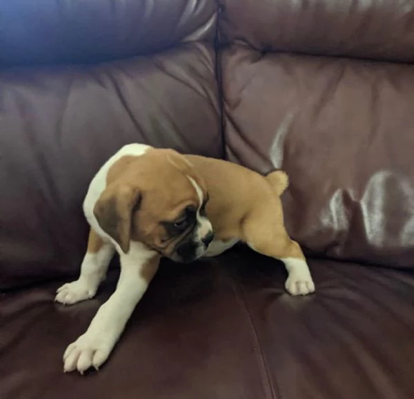 Bellissimi cuccioli di boxer