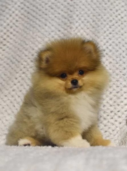 Pomerania Boo cuccioli | Foto 3