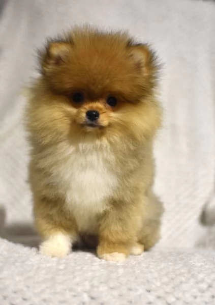 Pomerania Boo cuccioli | Foto 2