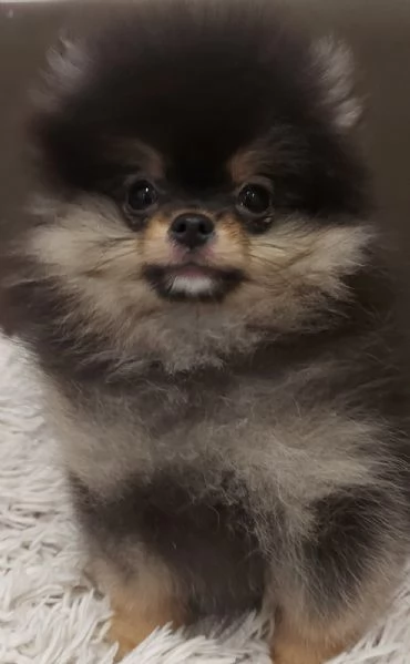 Pomerania Boo cuccioli | Foto 1