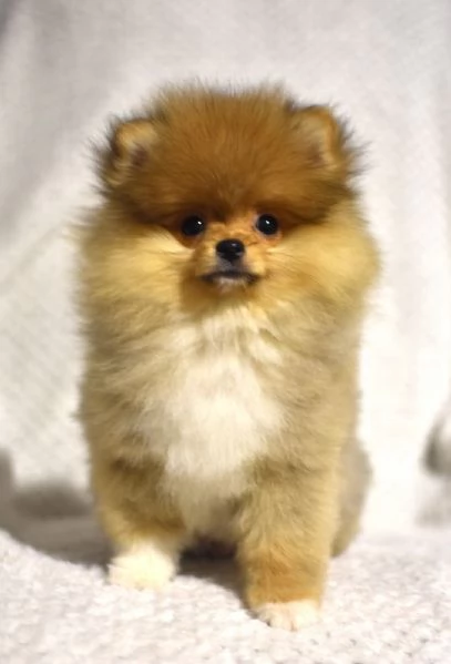 Pomerania Boo cuccioli | Foto 0