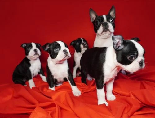 Los cachorros de Boston Terrier están buscando un nuevo hogar amoroso.