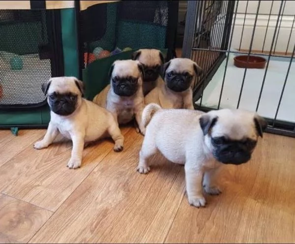 Impresionantes cachorros pug a la venta