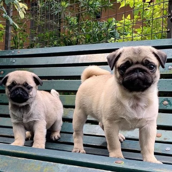 Impresionantes cachorros pug a la venta | Foto 1