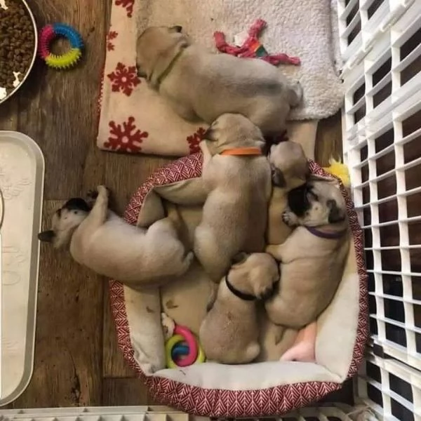 Impresionantes cachorros pug a la venta | Foto 0