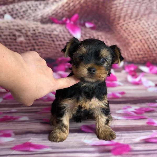 Impresionantes cachorros de Yorkshire Terrier | Foto 1