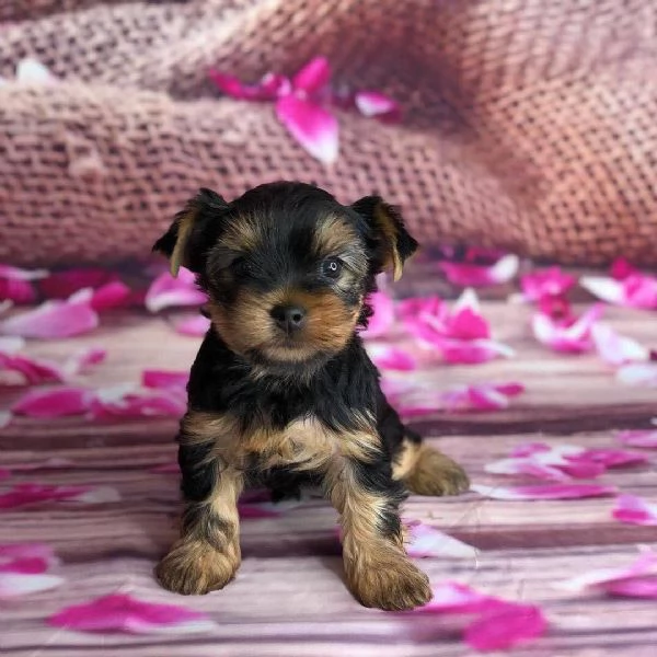 Impresionantes cachorros de Yorkshire Terrier | Foto 0