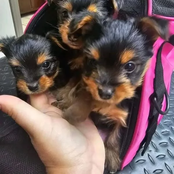 Impresionantes cachorros de Yorkshire Terrier