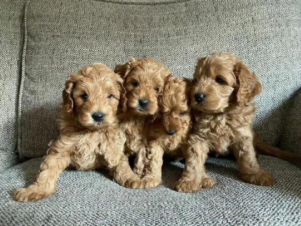 Increíble bebé Cavapoo listo para el nuevo hogar