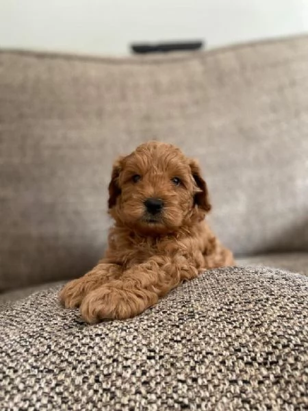 Increíble bebé Cavapoo listo para el nuevo hogar | Foto 1