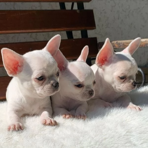 Hermosos cachorros de Chihuahua para reubicar