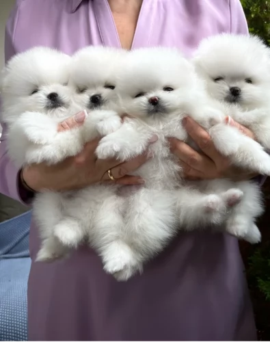 Hermosas cachorros de pomerania de taza de té disponibles.