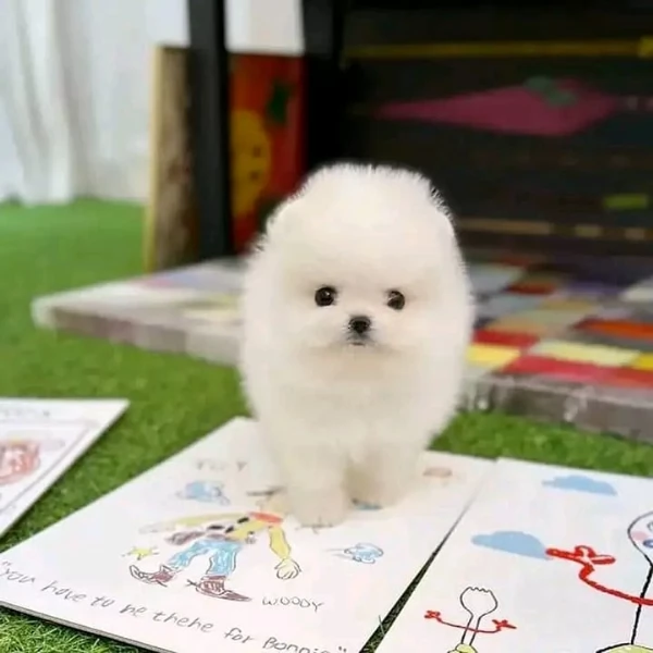 Hermosas cachorros de pomerania de taza de té disponibles. | Foto 0