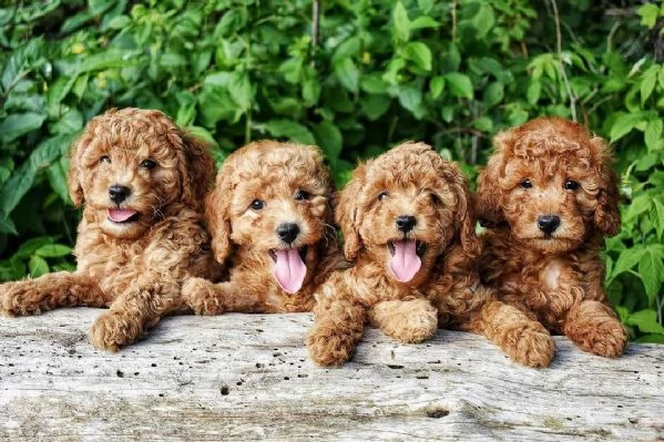 Hermosos cachorros de caniche de juguete,