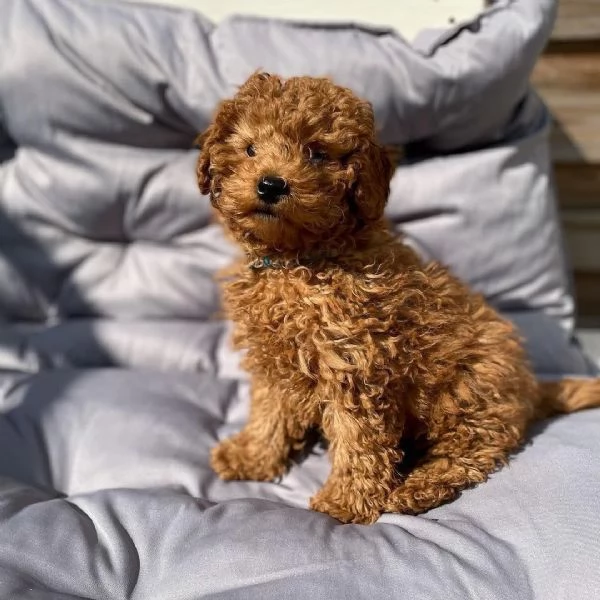 Hermosos cachorros de caniche de juguete, | Foto 0