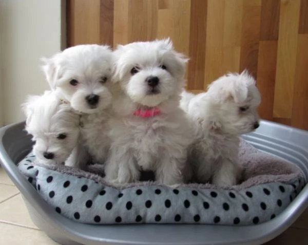 Adorables cachorros malteses sobresalientes,