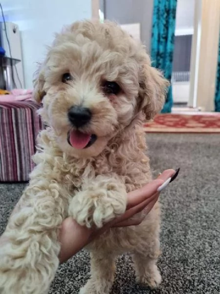 Hermosos cachorros de Maltipoo. | Foto 2