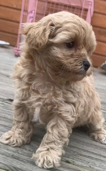 Hermosos cachorros de Maltipoo. | Foto 0