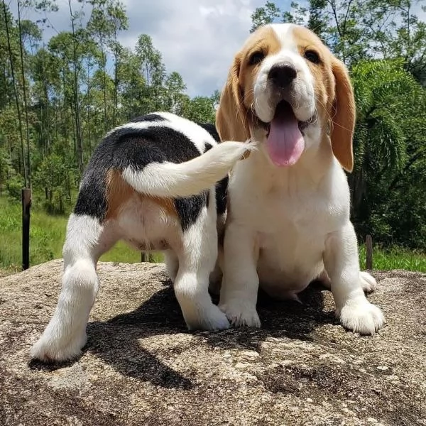 Cuccioli di Beagle. | Foto 2