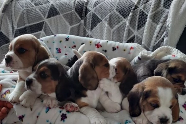 Cuccioli di Beagle.