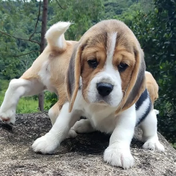 Cuccioli di Beagle. | Foto 1