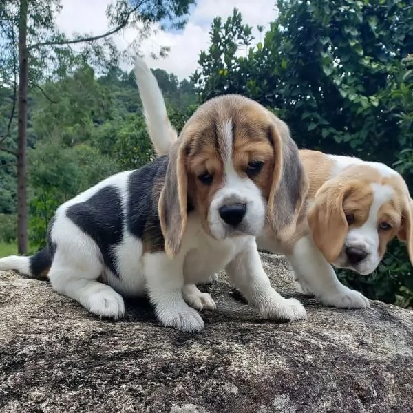 Cuccioli di Beagle. | Foto 0