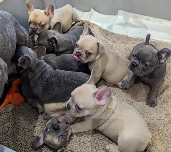 Cuccioli di bulldog francese in adozione.