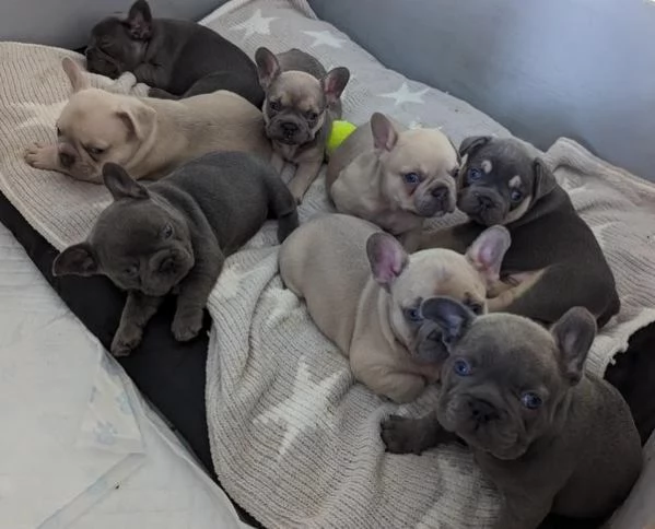 Cuccioli di bulldog francese in adozione. | Foto 1