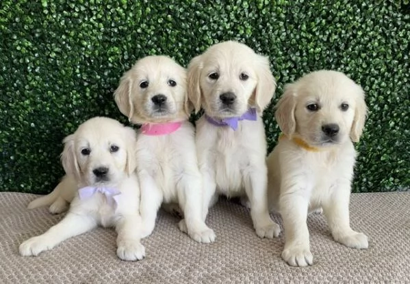 Cuccioli di razza Golden Retriever.