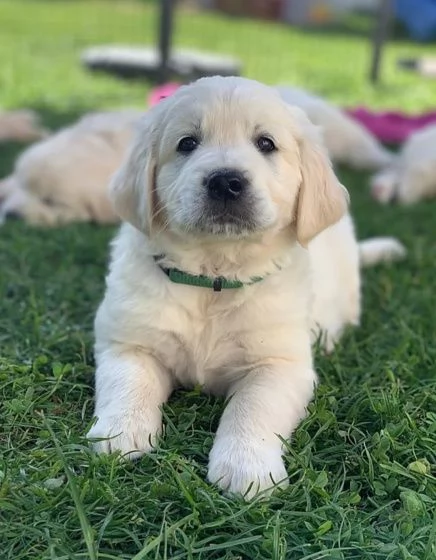 Cuccioli di razza Golden Retriever. | Foto 0