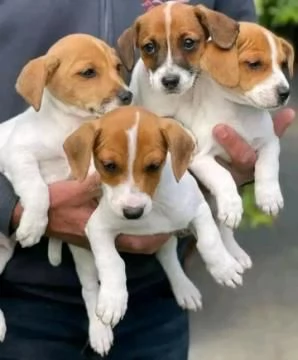 Cuccioli di Jack Russel,